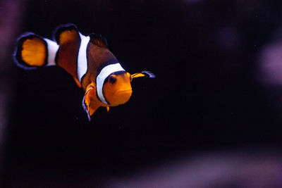 Close-up of fish swimming in aquarium