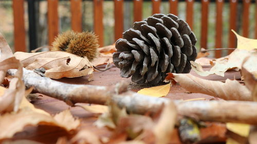 Close-up of pine cone on table