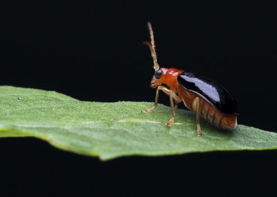 Close-up of insect on leaf