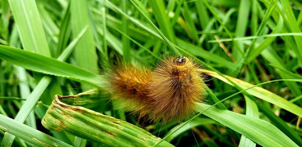 Close-up of insect on grass