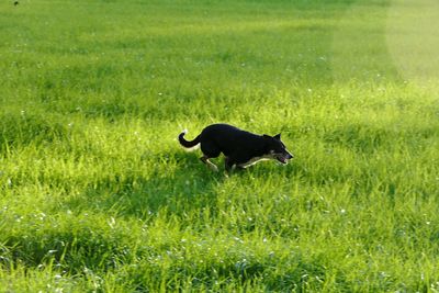 Black bird on field