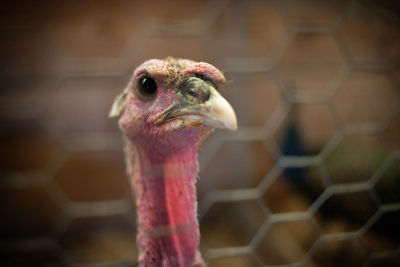 Close-up portrait of a bird