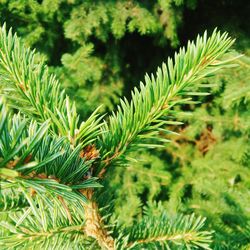 Close-up of pine tree