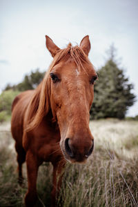 Horse on field 