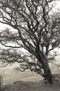 Bare trees on landscape