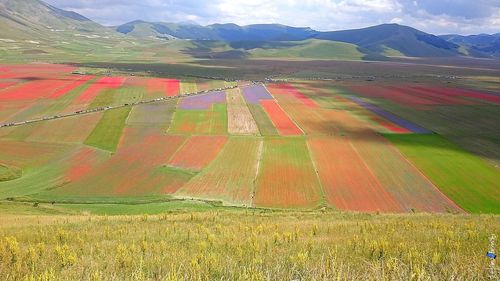 Scenic view of field against sky