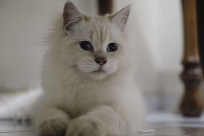 Close-up portrait of cat sitting