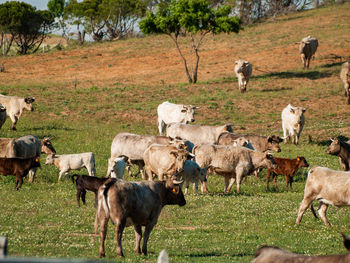 Horses in a field