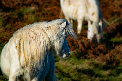 Close-up of a horse