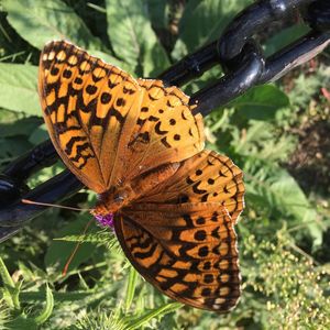 Close-up of butterfly on leaf