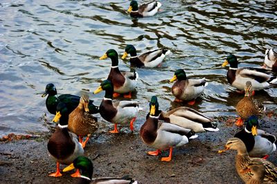 Ducks on lakeshore