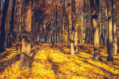 Trees in forest during autumn