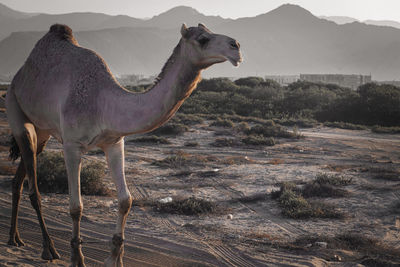 Desert camel wandering