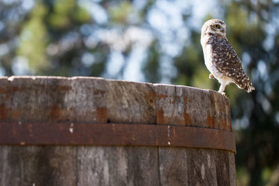 Close-up of owl perching on tree