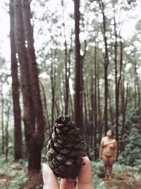 Midsection of person holding plant in forest