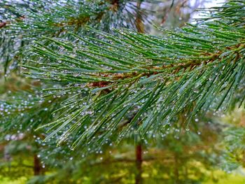 Close-up of wet pine tree