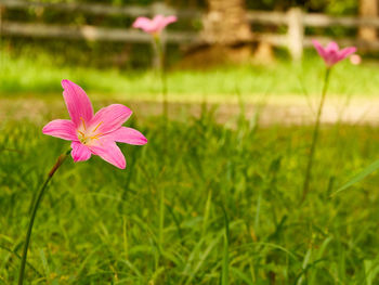 Close-up of pink flowering plant on field