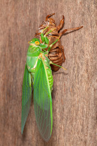 Directly above shot of insect on wood