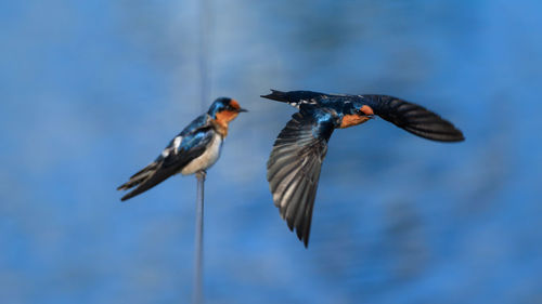 Close-up of bird flying against sky