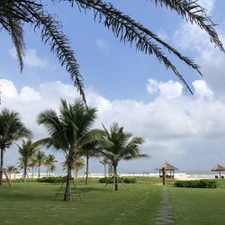 Scenic view of palm trees against sky