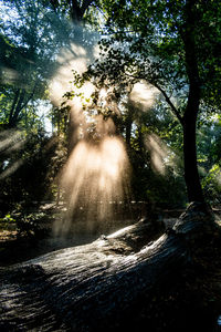 Low angle view of waterfall in forest