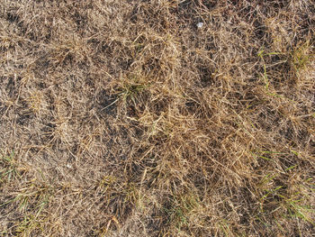 Full frame shot of field