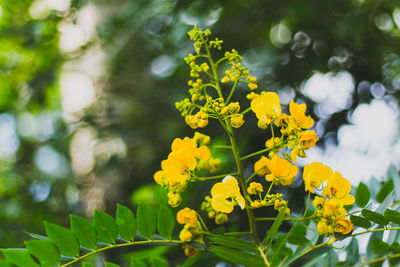 Close-up of yellow flowering plant