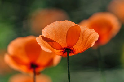 Close-up of orange flower