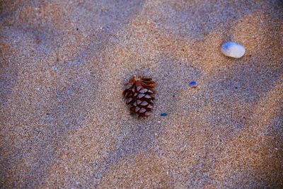 High angle view of crab on sand