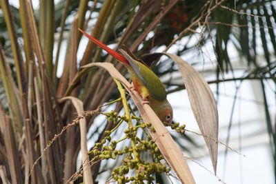 Close-up of bird perching on plant