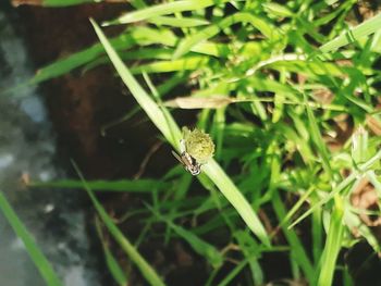 Close-up of insect on leaf