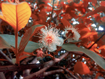 Close-up of red flowering plant