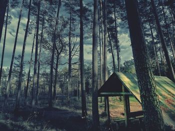 Trees in forest against sky