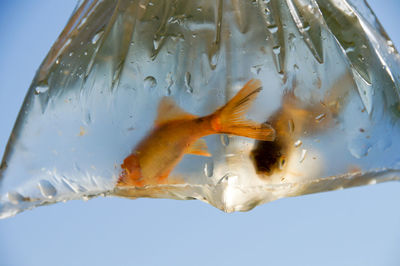 Close-up of fish in plastic bag against clear sky