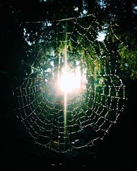 Close-up of spider web