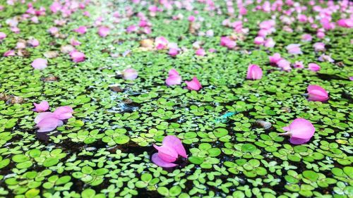 Close-up of pink flowering plants on field