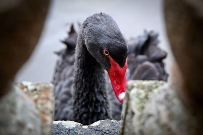 Close-up of duck