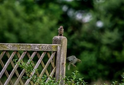 Bird perching on a fence