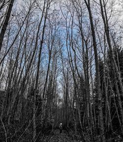 Bare trees in forest against sky