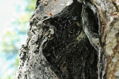 Close-up of lizard on tree trunk