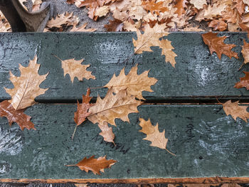 Full frame shot of autumn leaves