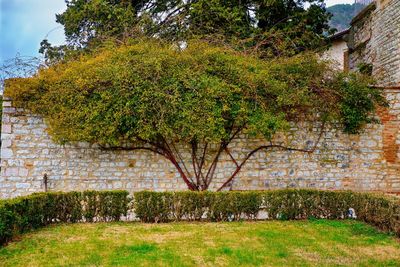 Trees and grass against sky