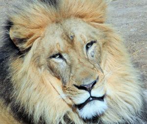 Close-up portrait of lion