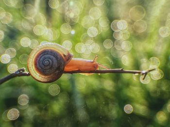 Close-up of snail on leaf