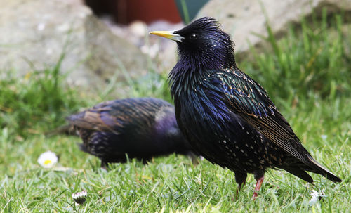 Bird perching on grass