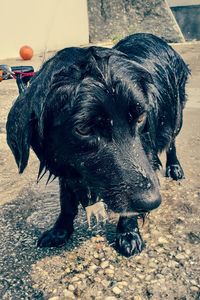 High angle view of dog on street