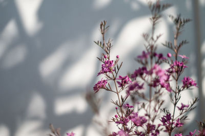 Close-up of pink flowering plant