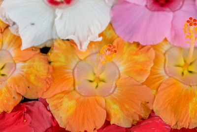 High angle view of orange flowering plant