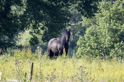 Horse standing in the field by a forest