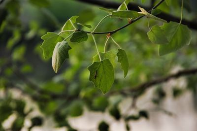 Close-up of tree branch